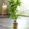 Dracena-Reflexa-Palme